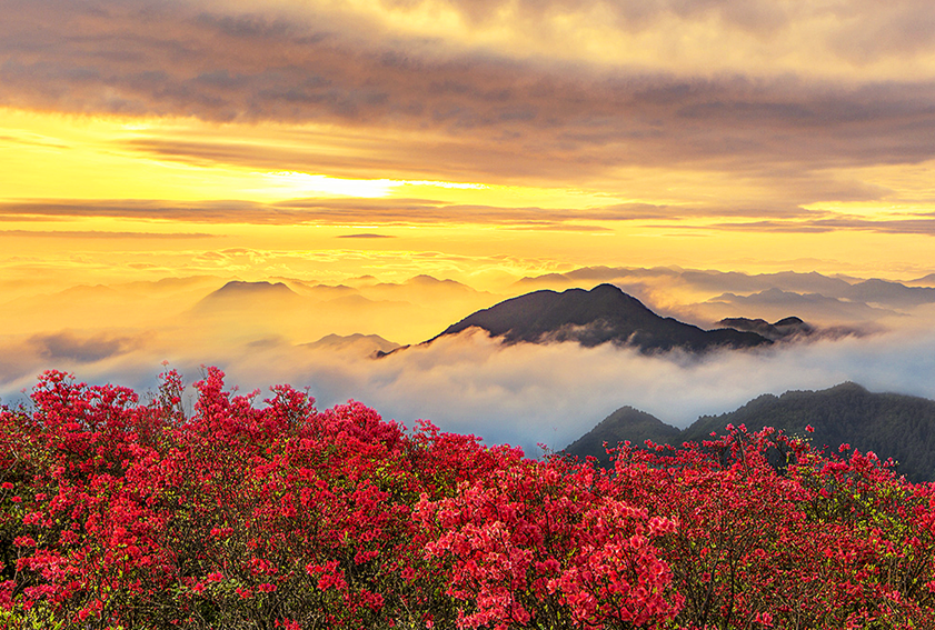 杜鹃花：白居易诗里的“花中西施”淹没山头