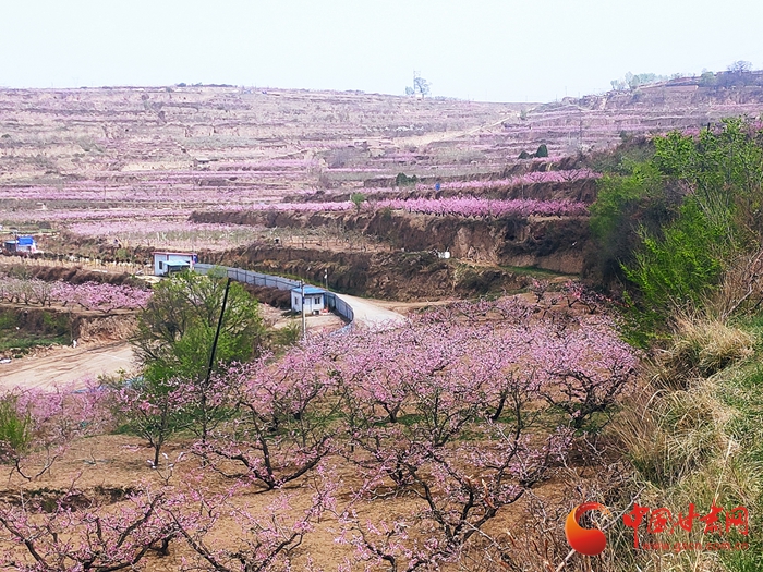 望山一片红 甘肃秦安桃花顺风香十里