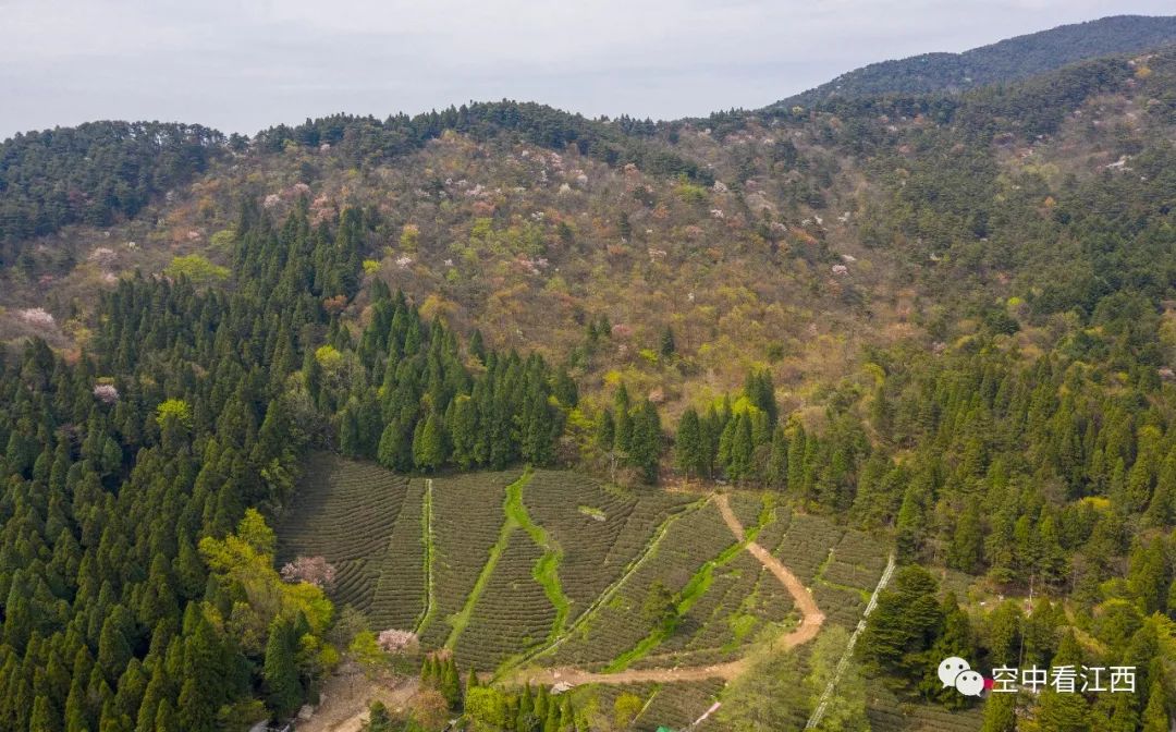 庐山植物园：春花烂漫 诗意杜鹃