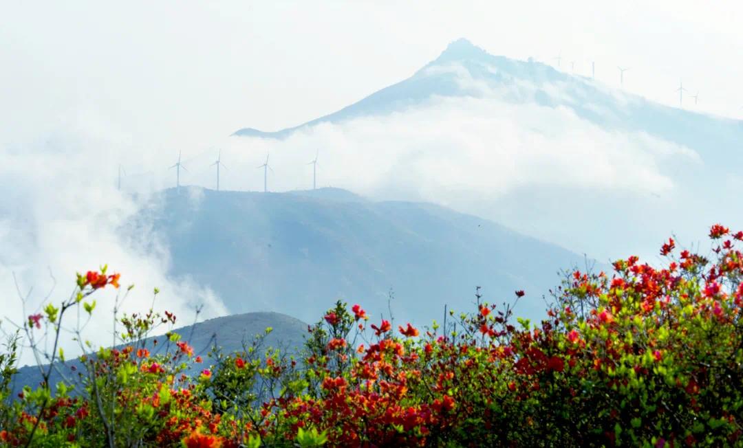 鹤顶山海拔1003米,为苍南境内第一高峰,因山势如鹤顶而得名.