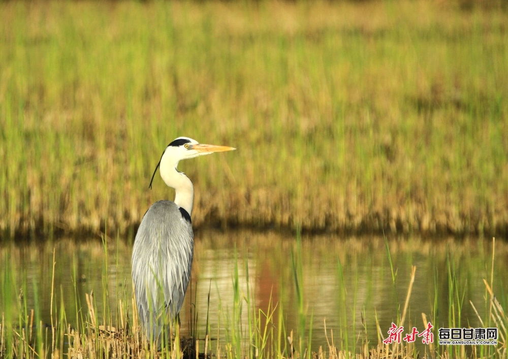 张掖湿地芦苇始新芽 候鸟嬉戏奏响“生态交响曲”