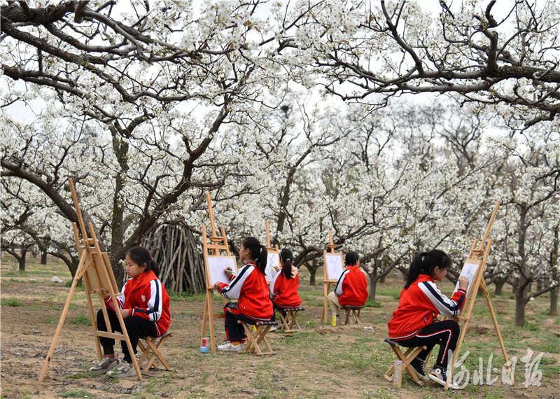 2021年4月13日，河北省临城县贾村小学开展“田间课堂”户外写生活动，组织美术社团的学生们走进梨园，用画笔描绘美丽春色。通讯员 王永周 摄影报道