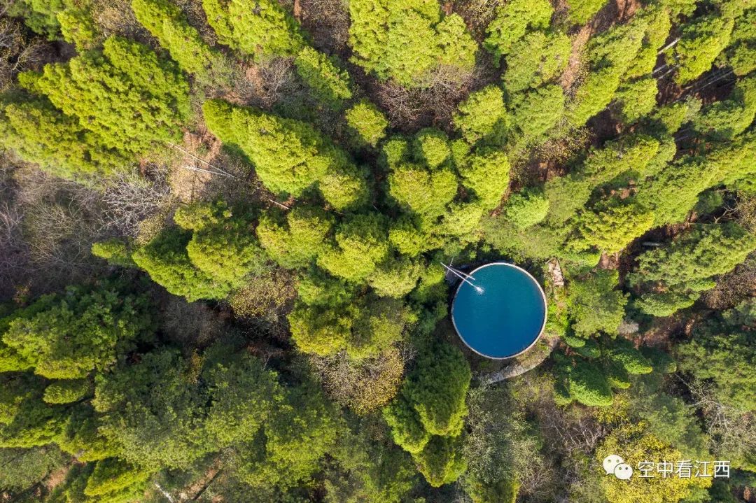 庐山植物园：春花烂漫 诗意杜鹃