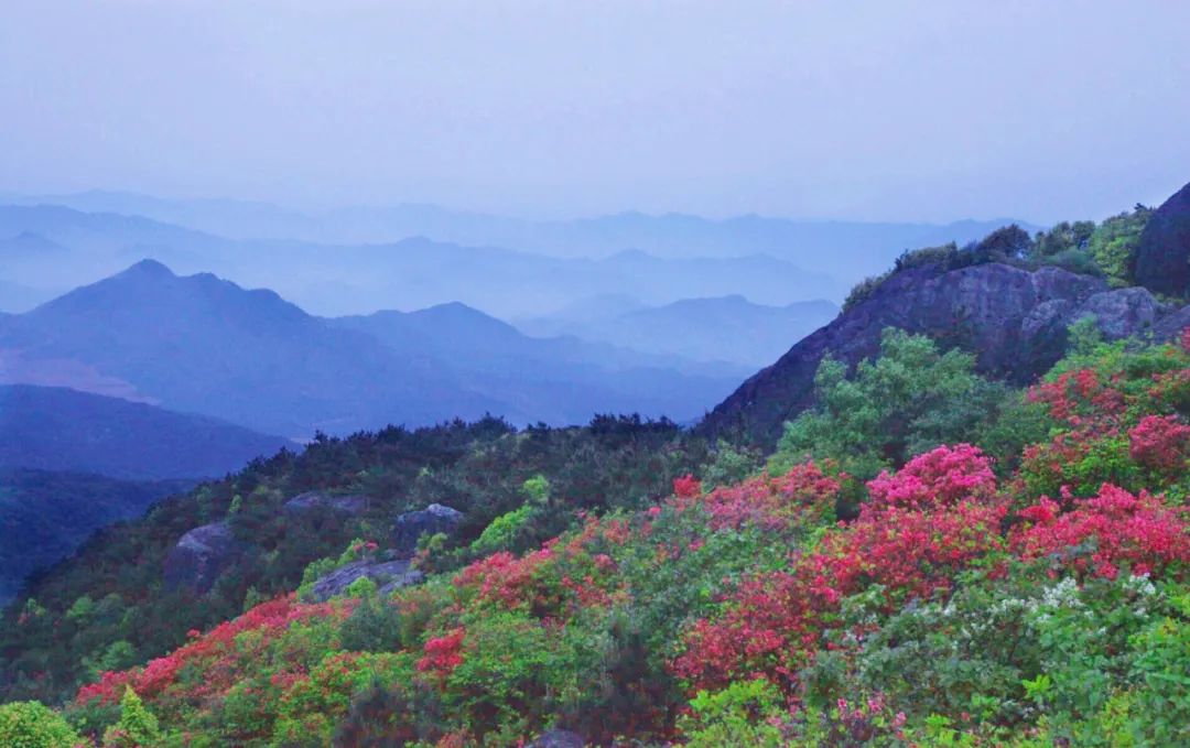 杜鹃花：白居易诗里的“花中西施”淹没山头