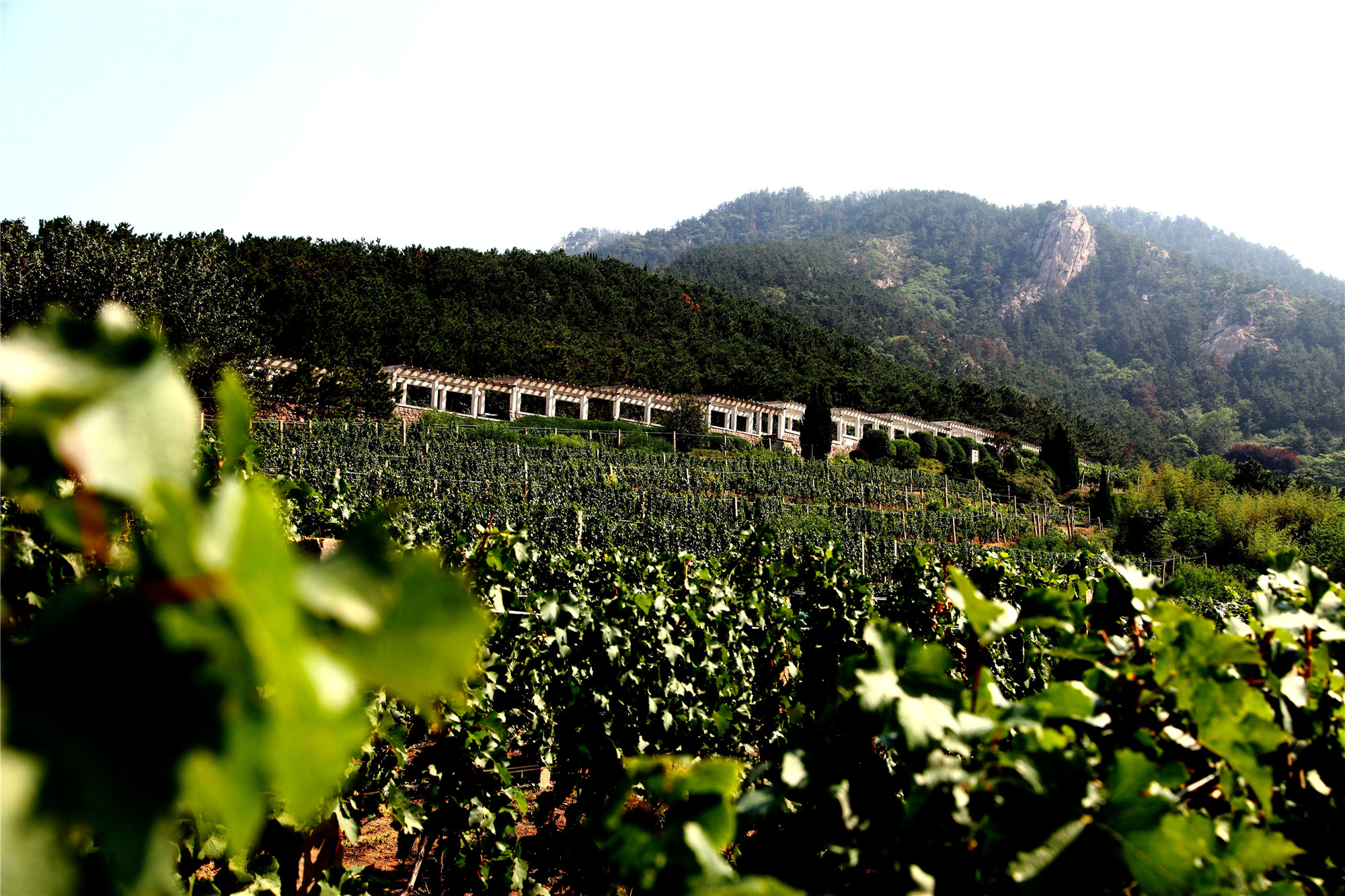 春之约 沙子口是个好地方:走进华东百利酒庄