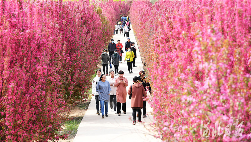 2021年4月13日，游客在河北省定州市三十里铺村千亩海棠基地赏花游玩。近年来，该村大力推动特色农业产业开发，建设采摘园和花卉观光园，实现果林经济与观光旅游协同发展，增加了农民收入。 通讯员 白永民 摄影报道