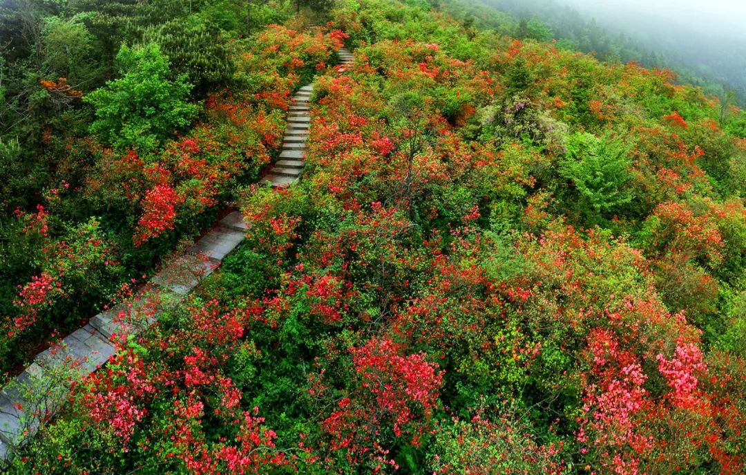 镇雄杜鹃山庄图片