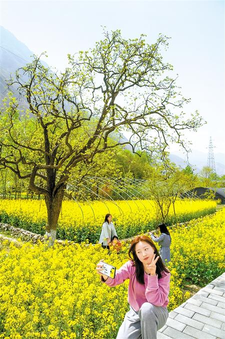 盛开的油菜花吸引游客拍照留念。