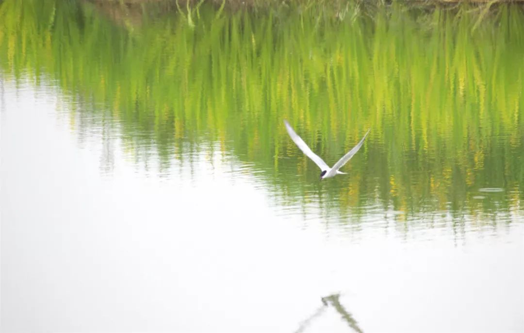 沣河生态景区水鸟翱翔