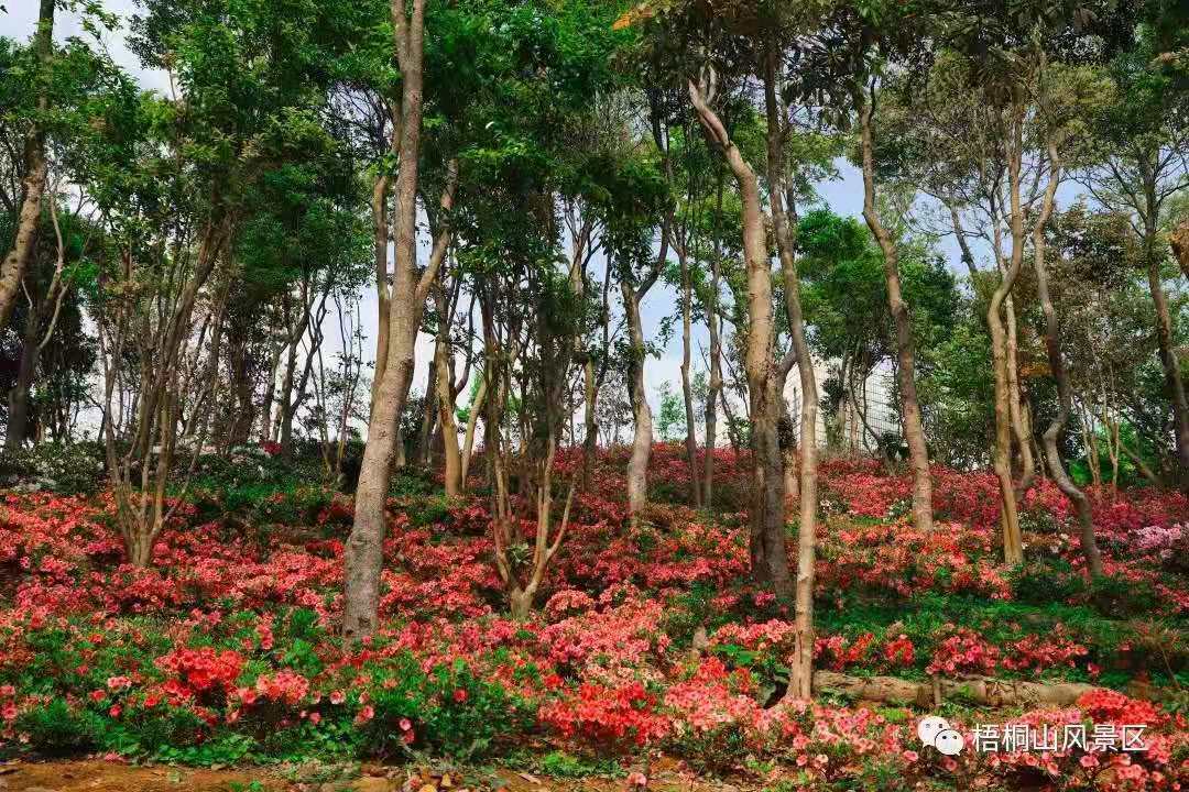 深圳梧桐山杜鹃花盛放