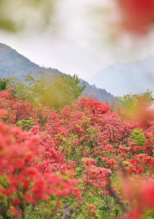 杜鹃花：白居易诗里的“花中西施”淹没山头