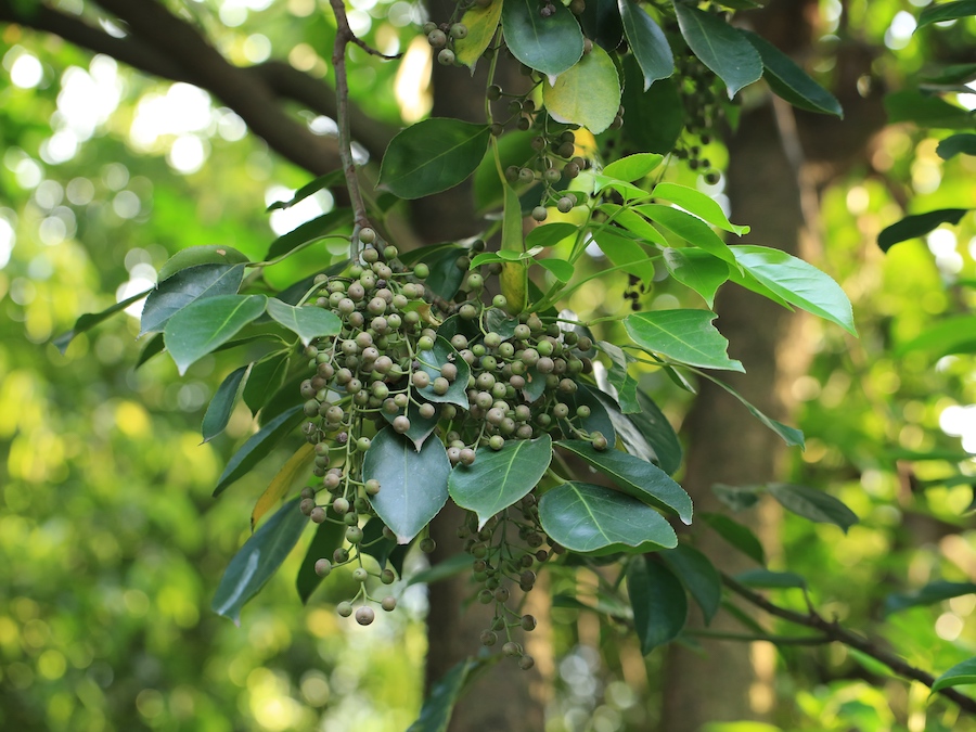 秋枫（Bischofia javanica），大戟科秋枫属，常绿大乔木，雌雄异株。图为秋枫的果实。 周敏 图