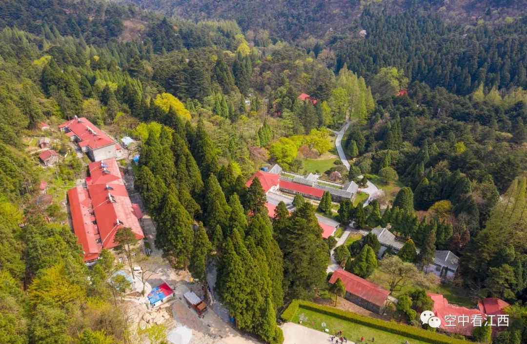 庐山植物园：春花烂漫 诗意杜鹃