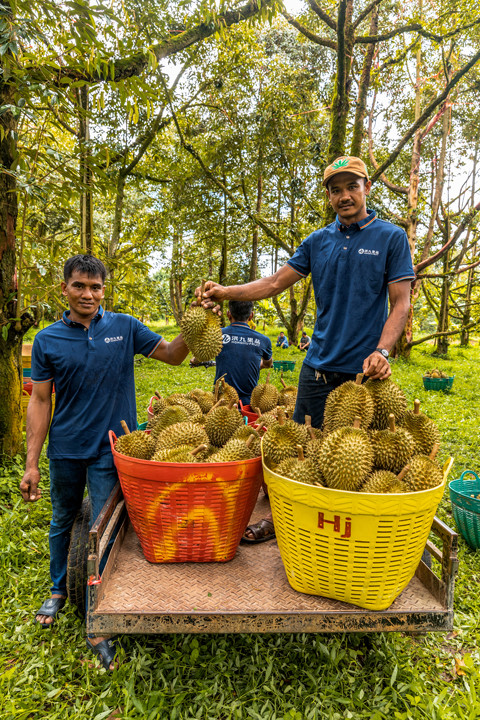 (图:专业采摘人员在泰国果园采摘榴莲.