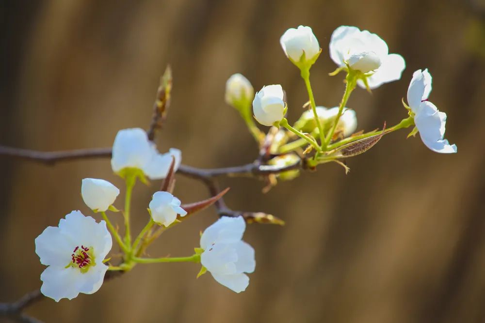 在这最美的季节，岂可辜负那一春梨花白？