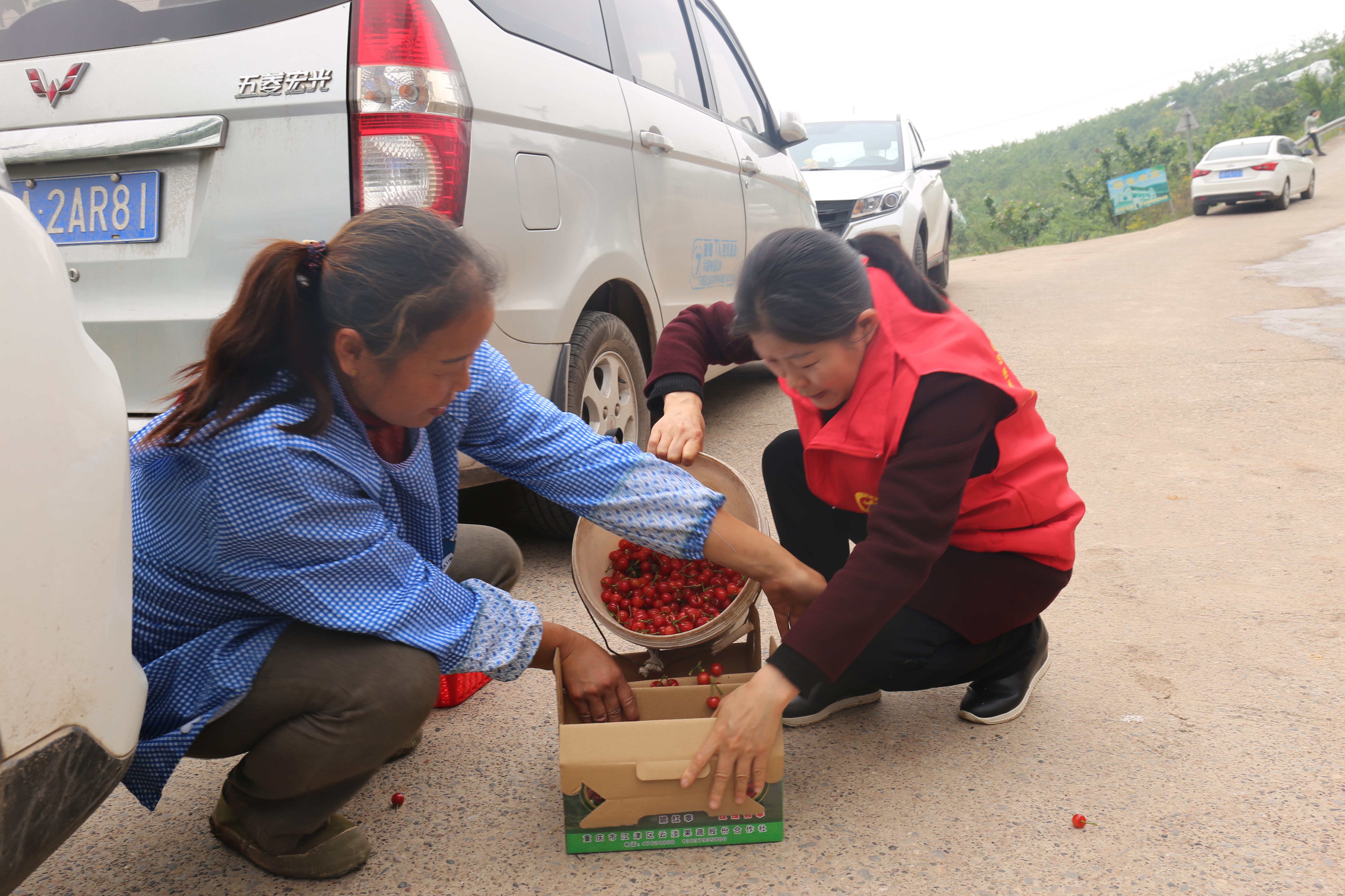 党员志愿者帮助果农包装樱桃。通讯员 颜玮 摄