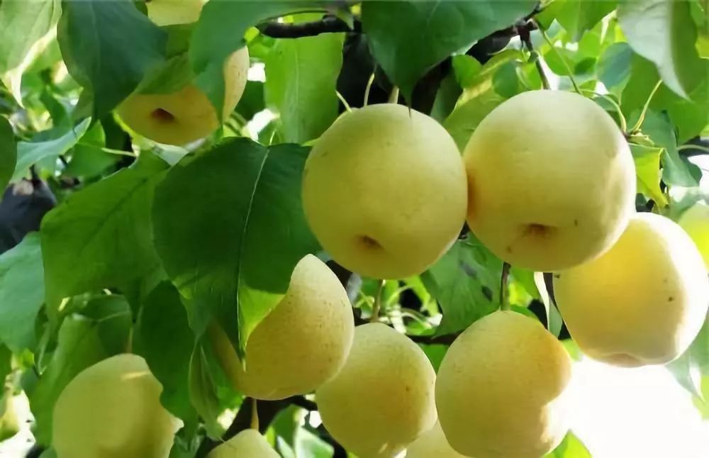 在兰州，不得不吃的8种特色小吃！