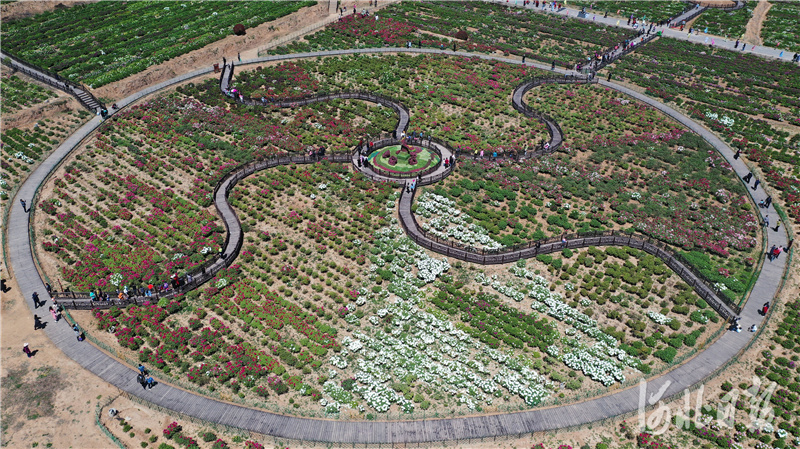 2021年4月17日，游客在河北省邯郸市峰峰矿区西固义乡牡丹种植基地赏花游玩（无人机照片）。