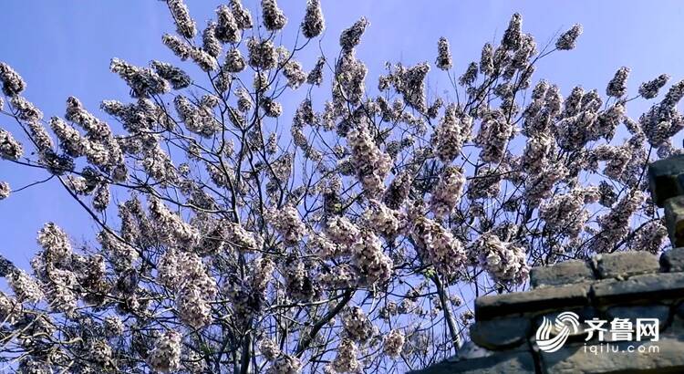 梧桐花開一樹花香醉鄉村