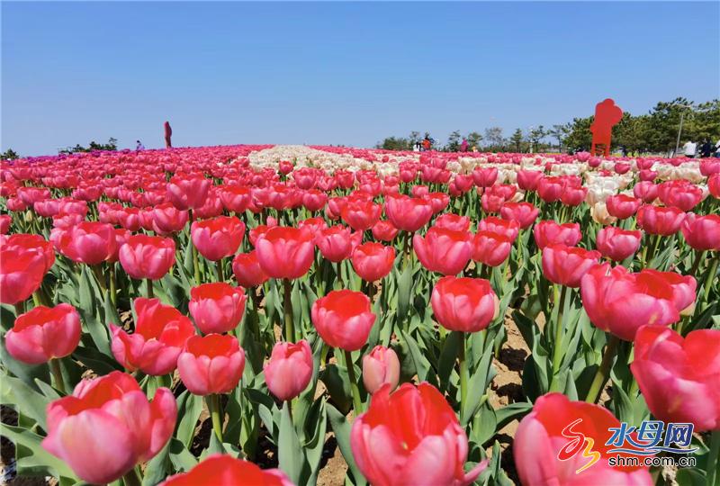 烟台市开发区海滨公园50余万株郁金香绽放 花期将持续至5月中旬