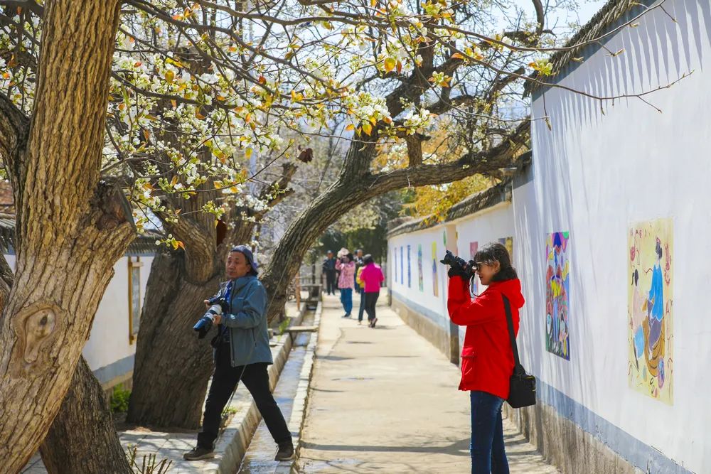 在这最美的季节，岂可辜负那一春梨花白？