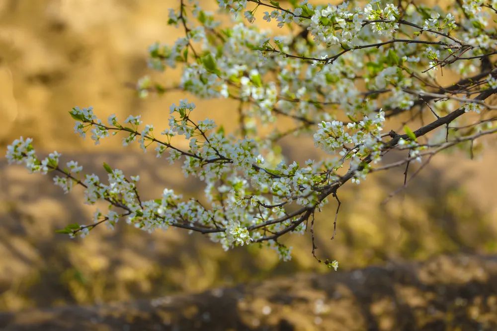 在这最美的季节，岂可辜负那一春梨花白？
