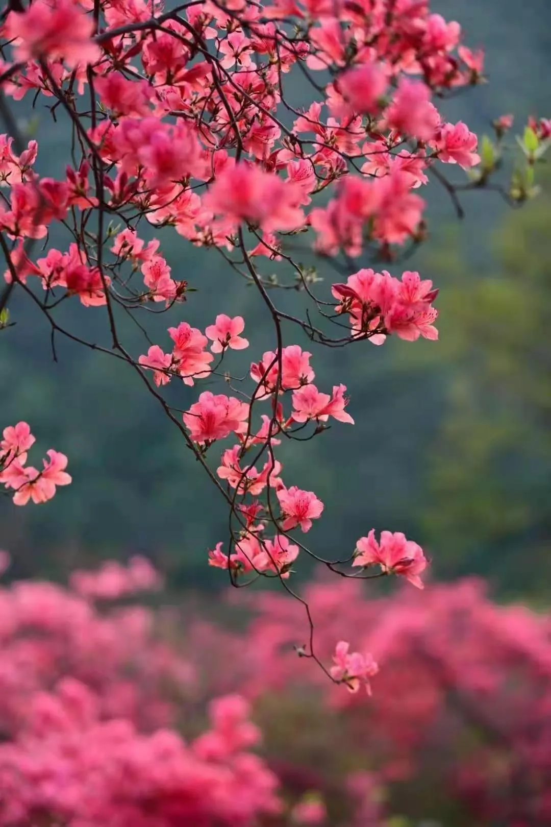 五一桐柏游 山水赏花游乐美食