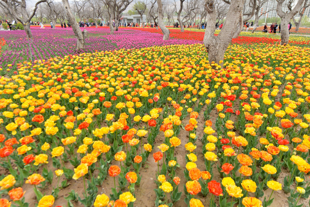 郁金香花开刘家峡芬芳竞放飨春光 凤凰网