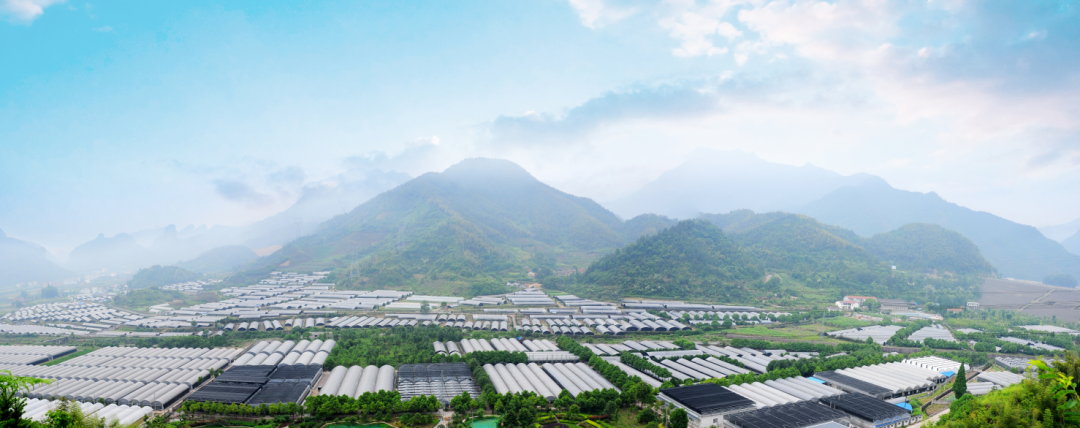 浙江省女企业家协会会长走访活动走进武义寿仙谷感受国药精粹