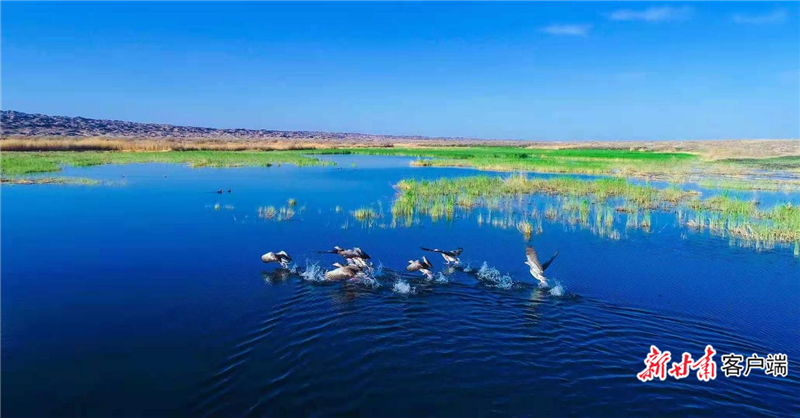 候鸟在老师兔管护站湿地栖息
