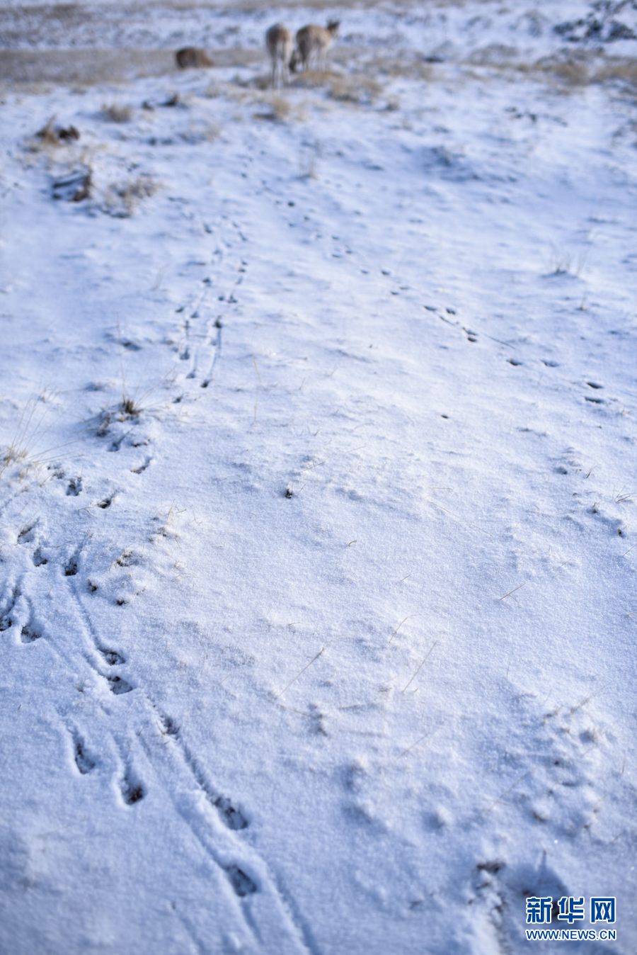 4月20日,一群迁徙藏羚羊在雪地上留下脚印新华社记者 吴刚 摄