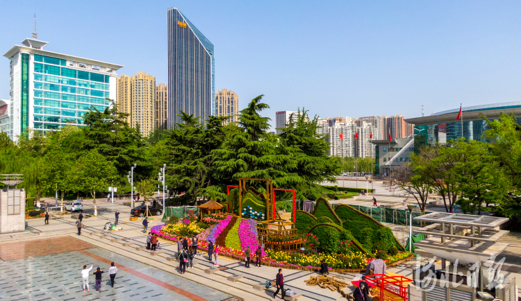 据悉，石家庄市第十七届月季花展将于5月1日至25日举办。分为人民广场和西清公园两个展区。河北日报记者田明摄影报道