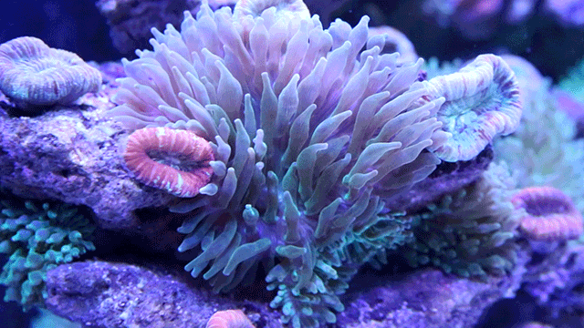 ▲漂亮的珊瑚