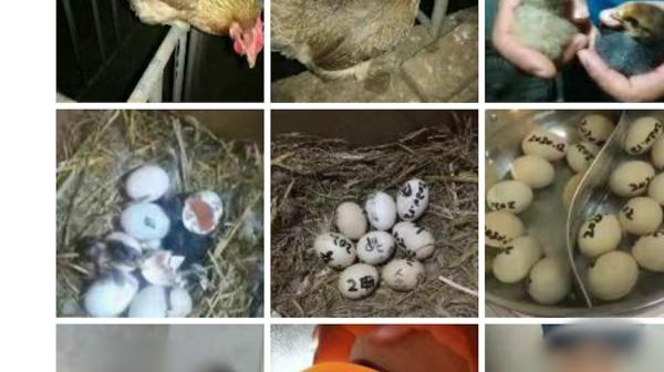 河南一校长研究熟鸡蛋孵小鸡，朋友圈多次晒带领学生进行实验