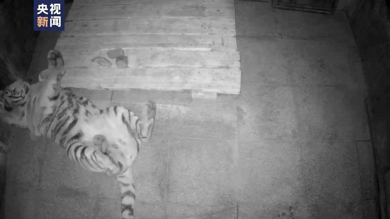 进村东北虎现状监控视频：已经开始进食 须隔离45天