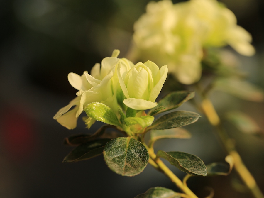杜鹃园艺种“绿色光辉”，花萼完全瓣化。