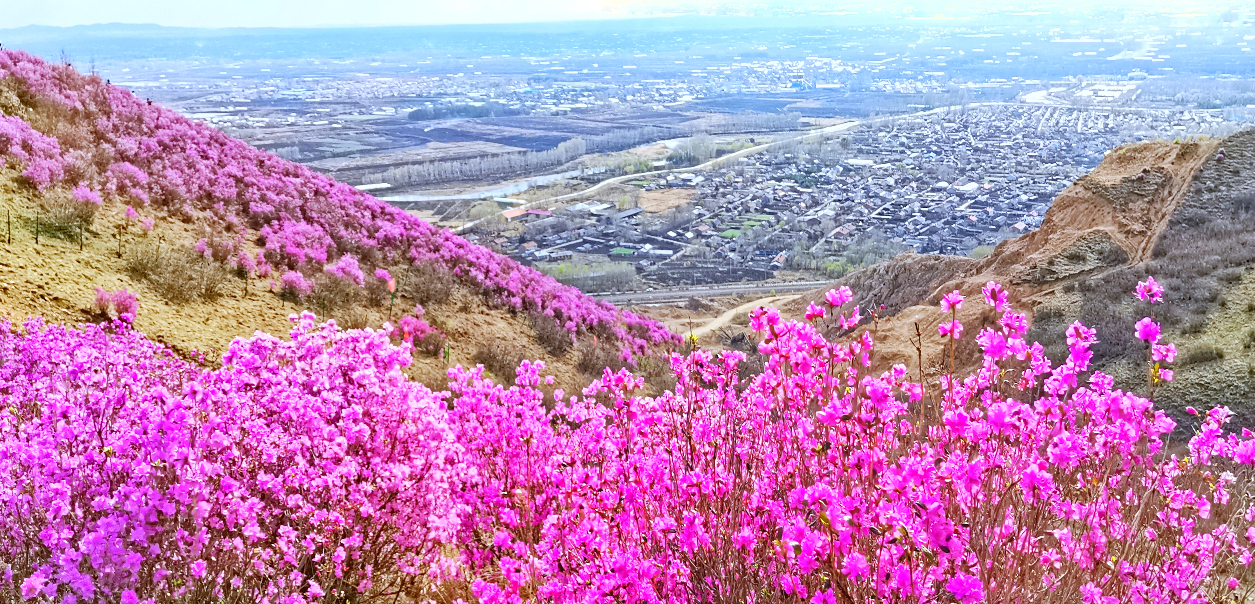 桃山杜鹃美如画满山云飞漫天霞