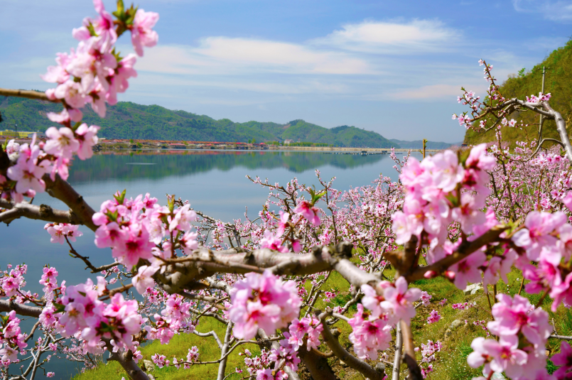 松山湖桃花图片图片