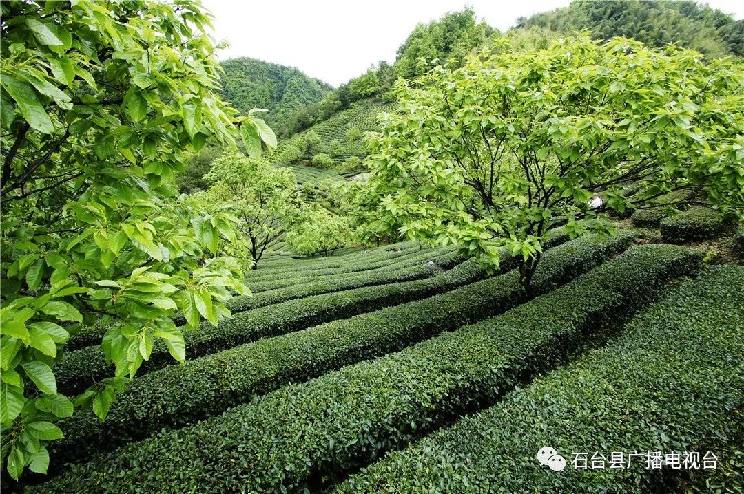 昨天上午第十八届安徽石台茶叶节开幕亮点在这