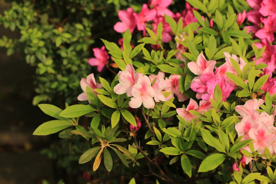 锦绣杜鹃，花色很丰富