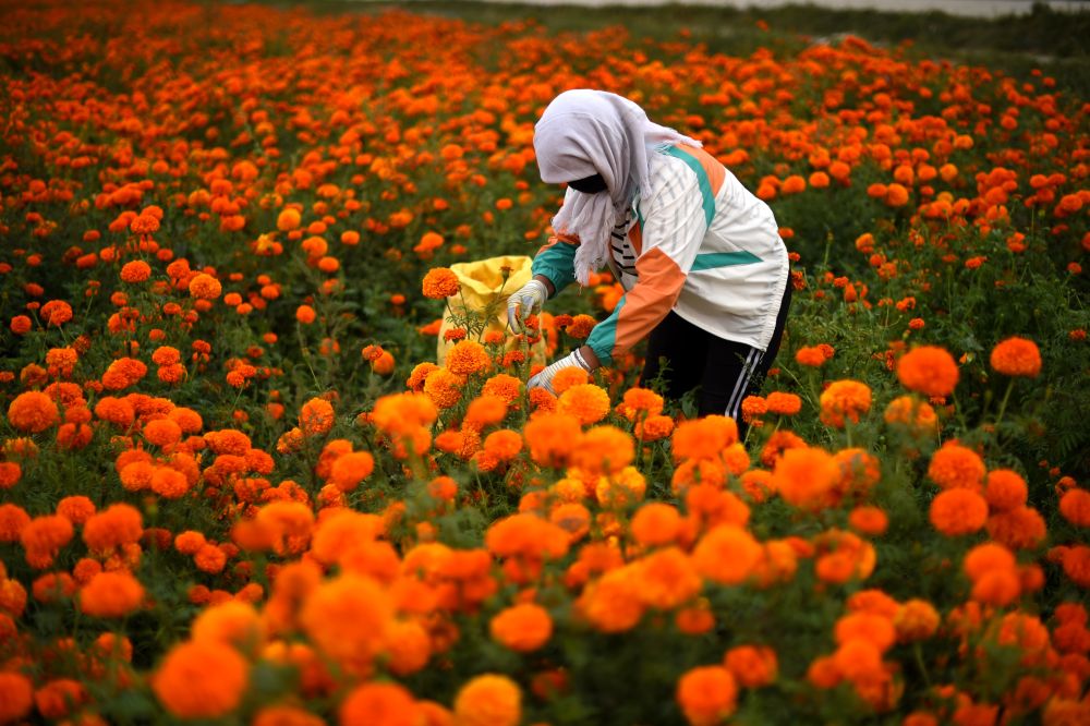 甘肃省民勤县苏武镇农民在采摘万寿菊(2019年8月30日摄)新华社记者 聂