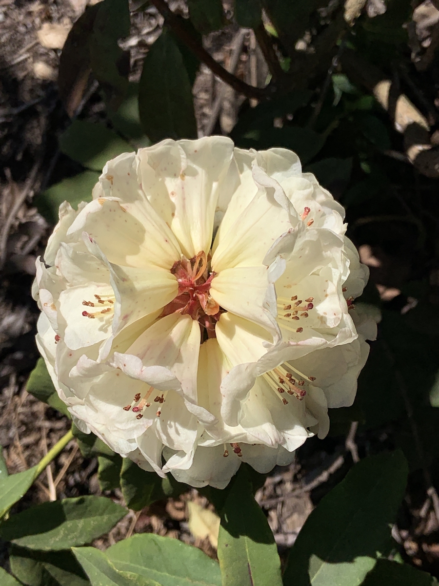百合花杜鹃(Rhododendron liliiflorum) 摄于云南。  南山  图