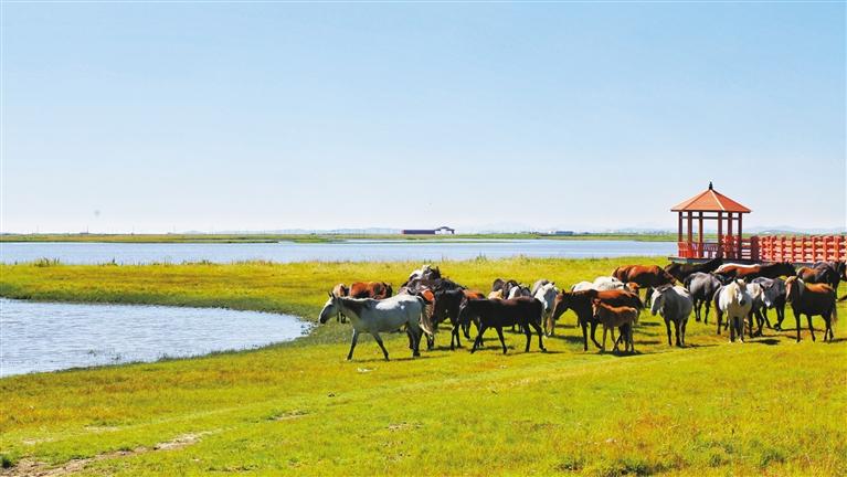 河曲马场。岗拉梅朵 摄