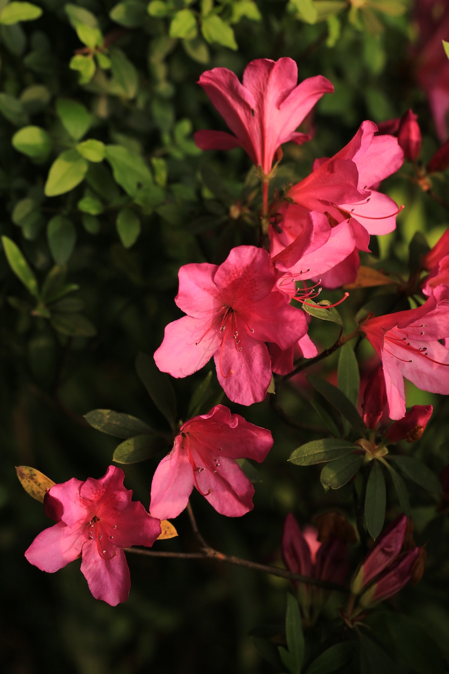 三五朵簇生枝顶，花冠5裂，有深红色斑点