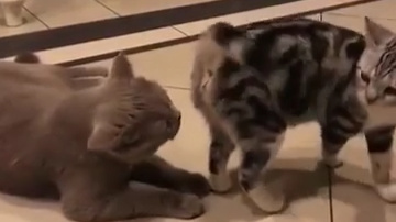 1 脚臭猫2 寂寞的金刚3 火车前进后退之谜4 断头再生术5 机械改造人会梦 凤凰网