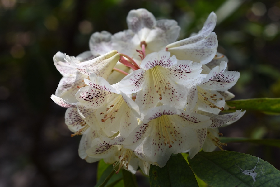 露珠杜鹃（Rhododendron irroratum），摄于云南。  南山  图