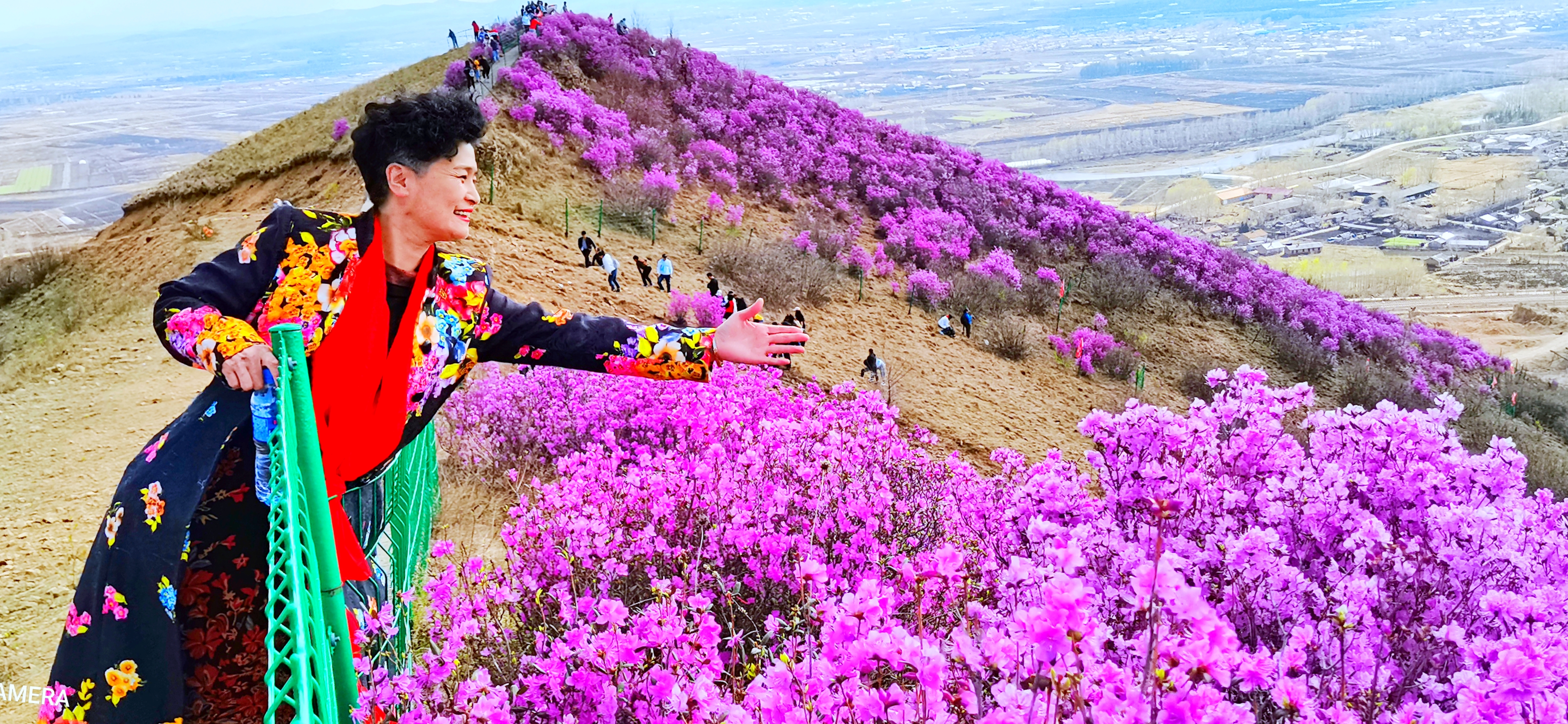 桃山杜鹃美如画 满山云飞漫天霞凤凰网黑龙江_凤凰网