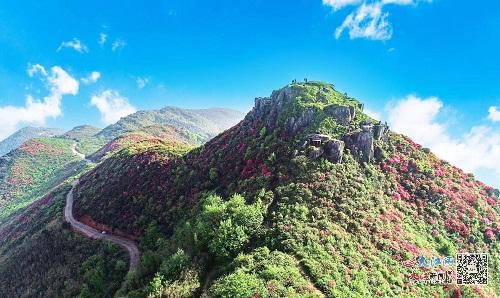 快來豐城昇華山賞花 萬畝映山紅嬌豔綻放__鳳凰網