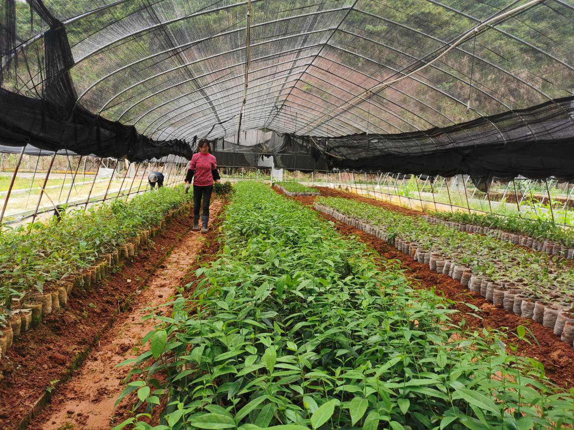 江西佑美制药有限公司山腊梅育苗基地一角