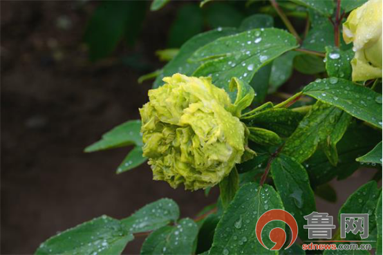 菏澤花鄉牡丹園花開正當時樹狀牡丹獨芳菲